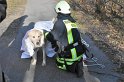 Hund und Frauchen im Eis eingebrochen Koeln Dellbrueck Hoehenfelder See P17